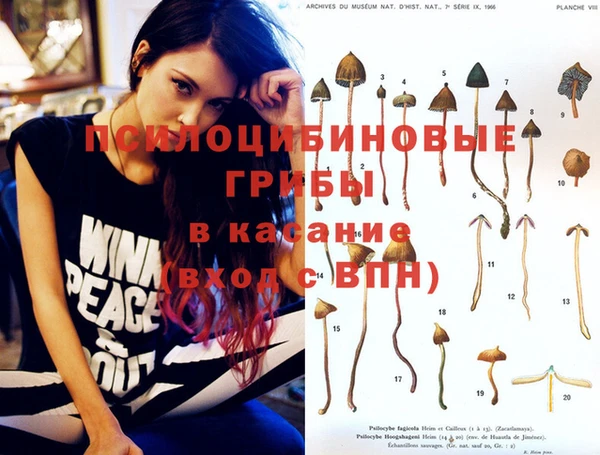 прущие грибы Абинск